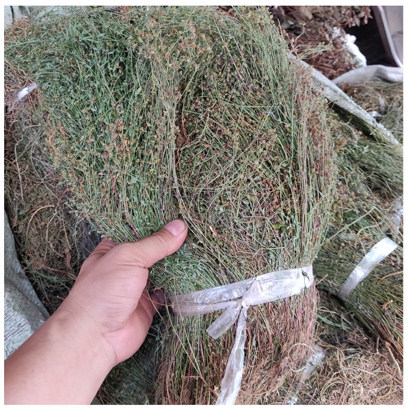 野生黄花草草广西跌金干货田基黄