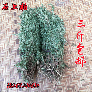 新货 野生石上柏 深绿卷柏 龙鳞草 梭罗草  还阳草 还魂草