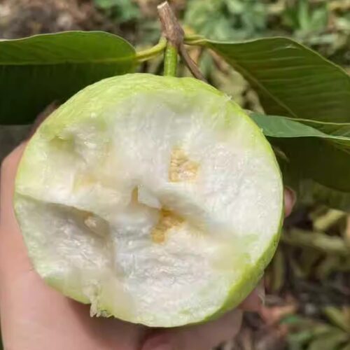 增城特产番石榴清脆香甜孕妇现摘