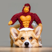 贵为森林勇士系列猩猩犀牛狼耐咬发声毛绒宠物狗狗磨牙洁齿玩具