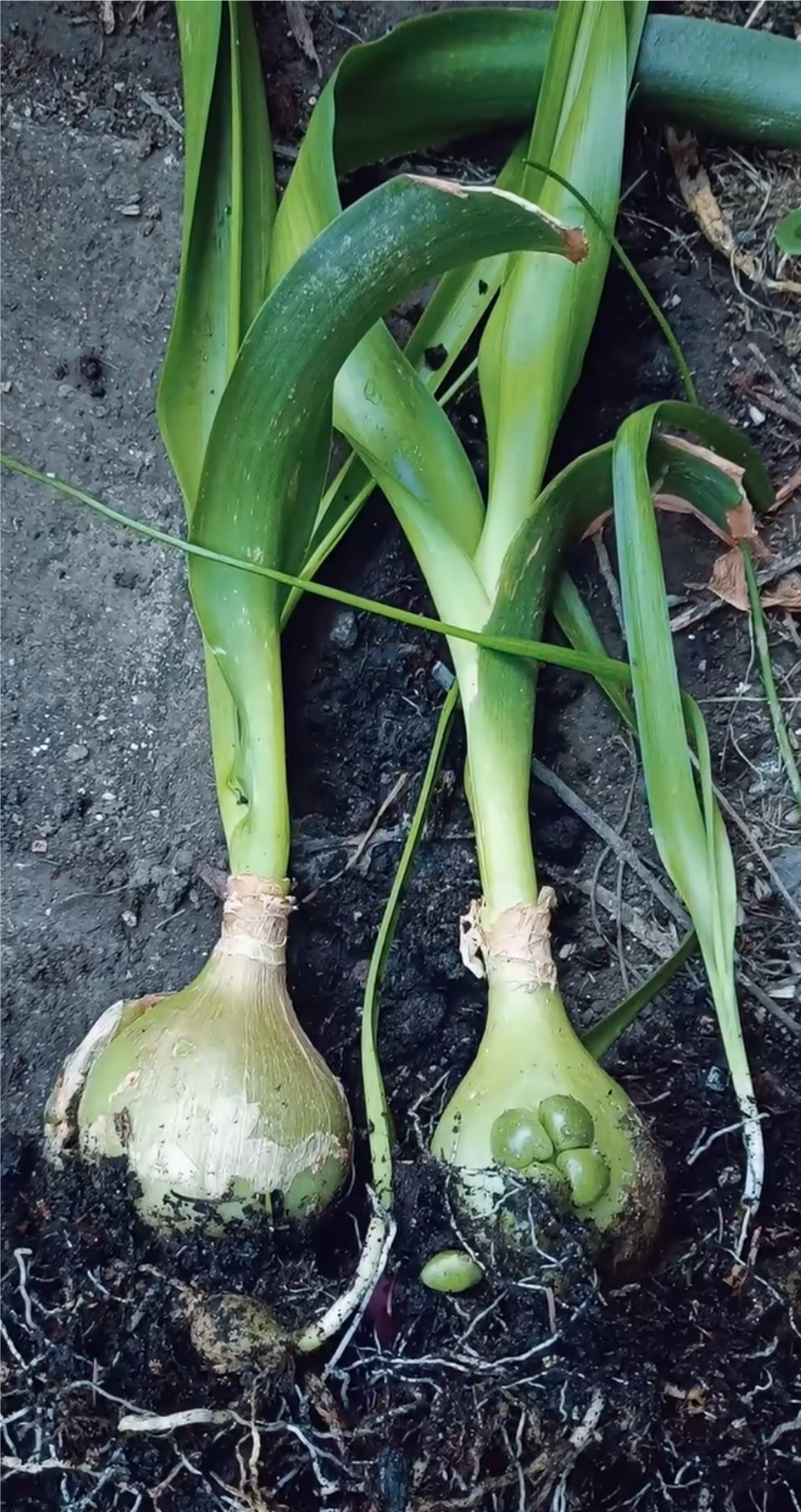 虎眼万年青盆栽花卉多肉植物四季常青海葱旱三七食用自种绿色有机