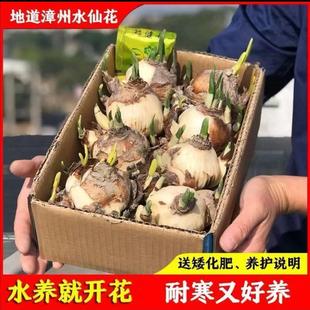 [特级球]漳州水仙花种球冬季水培花卉喜阳耐寒绿植室内阳台好养