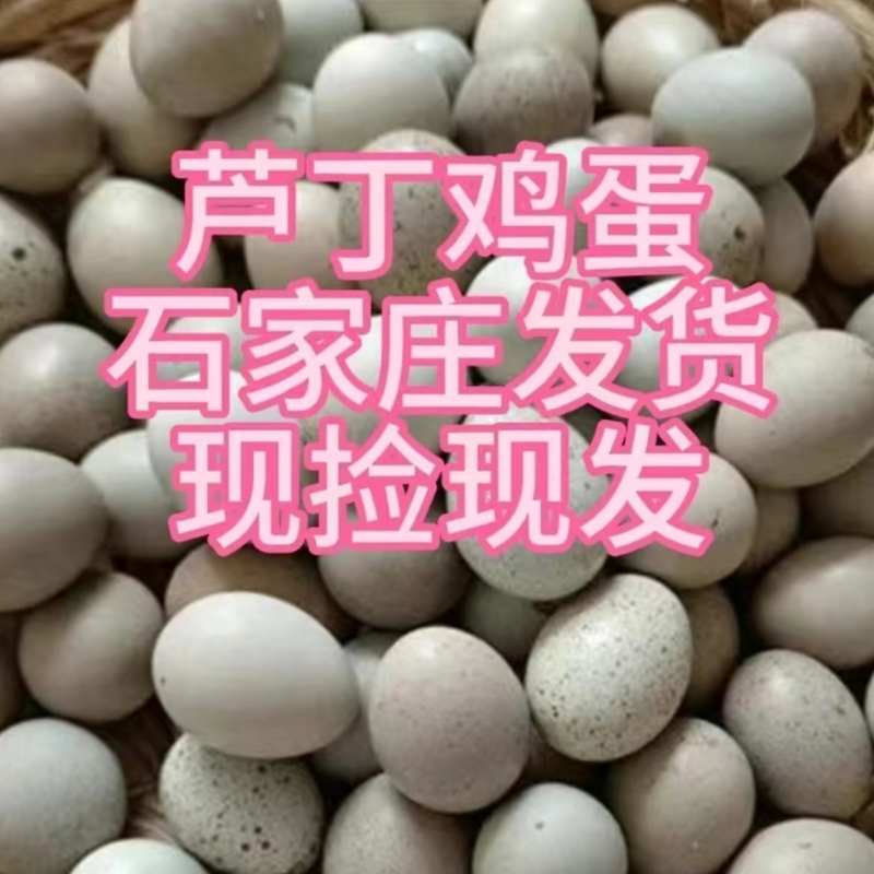 网红鸡迷你鸡宠物鸡蛋可食用营养蛋破损包赔小鸡蛋现捡现发