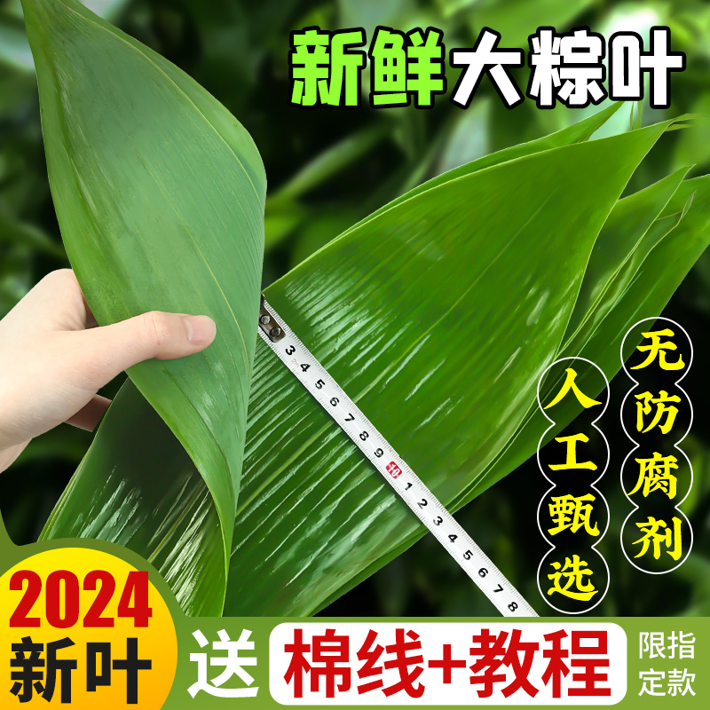 粽子叶粽叶新鲜大号新叶免邮包粽子的棕叶端午节商用批发干粽叶大 粮油调味/速食/干货/烘焙 粽子 原图主图