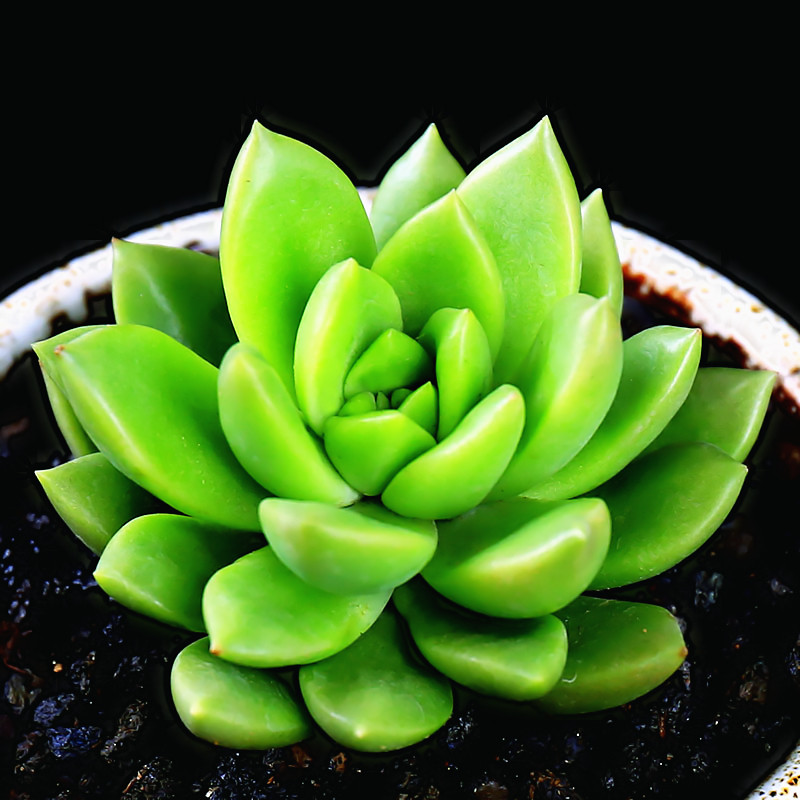 加成园艺青丽多肉植物超萌肉肉办公室内新款多肉花卉绿植盆栽包邮