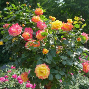 庭院植物阳台盆栽观花花卉藤本月季花苗光谱爬藤蔷薇苗玫瑰花欧月