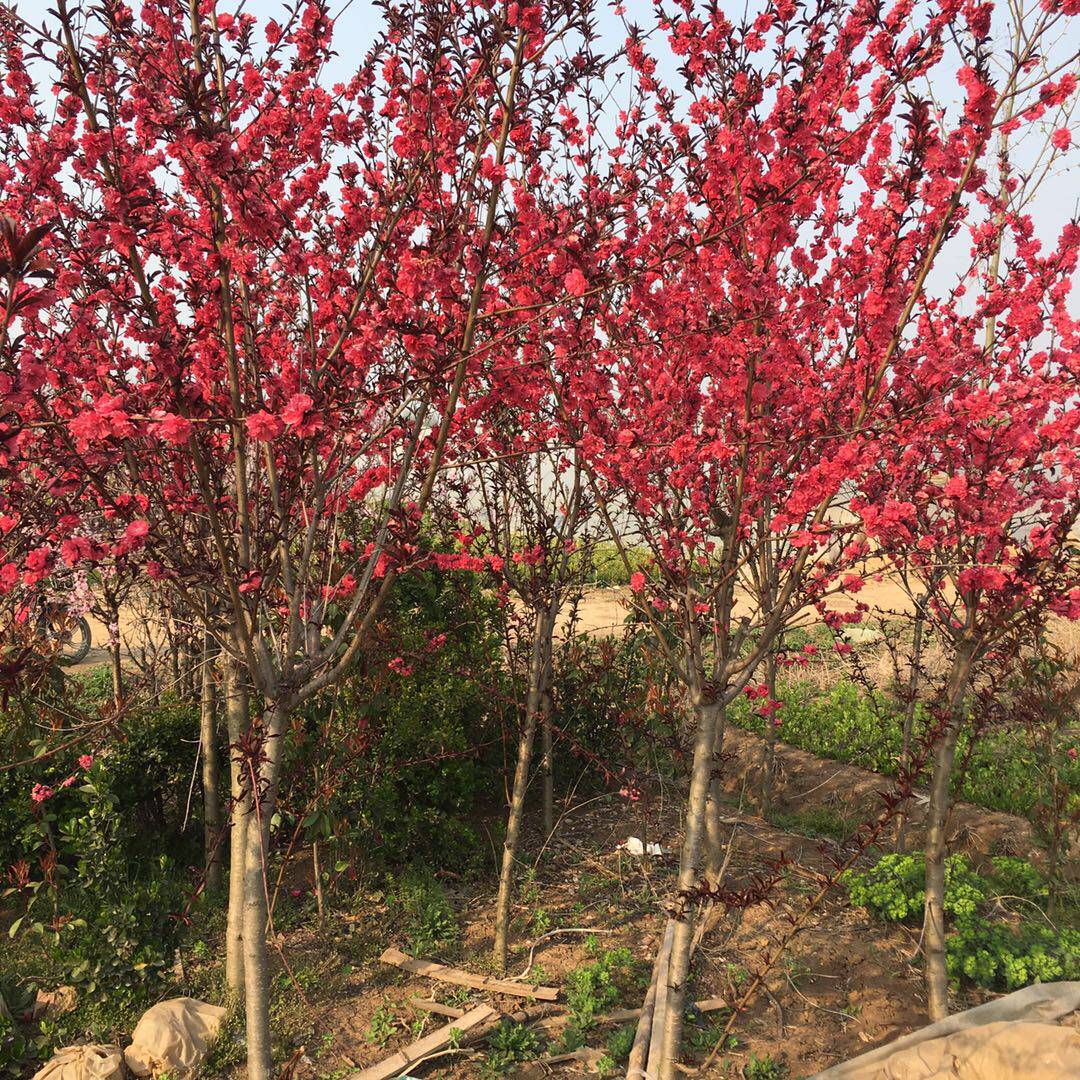 地栽桃花苗紫叶碧桃树苗重瓣嫁接紫叶桃红叶桃苗庭院绿化观赏植物