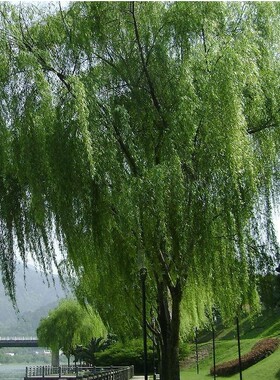 黄金柳苗金丝垂柳小苗柳树枝条垂杨柳树苗垂柳苗竹柳树苗行道苗木