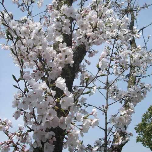 园林嫁接日本早樱东京行道绿化苗