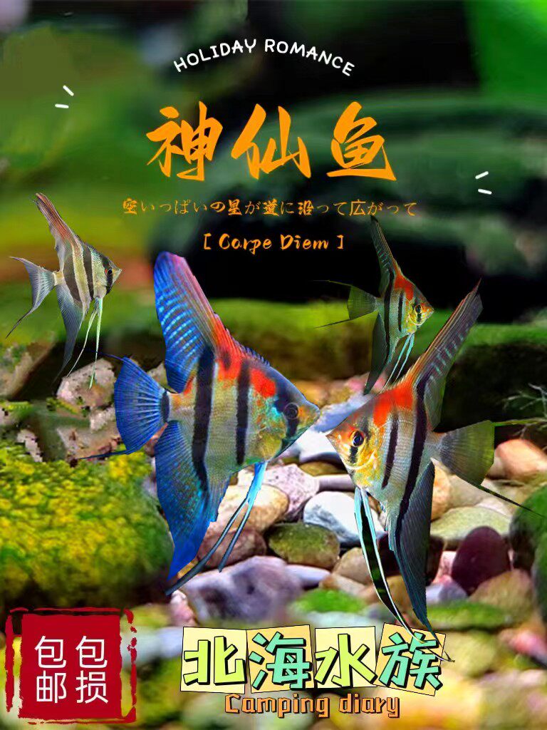 热带鱼淡水鱼活体红背埃及海鸥摩门斯卡红魔仙娜鲁湾神仙燕鱼鱼苗