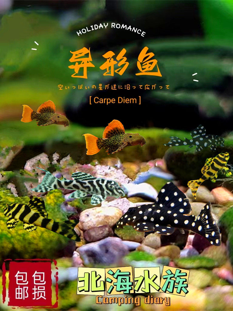 异型鱼 帝王迷宫 黑白双星 黄金小丑豹淡水鱼工具鱼 清道鱼热带鱼