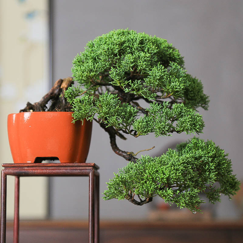 孤品原生悬崖济州真柏造型盆景