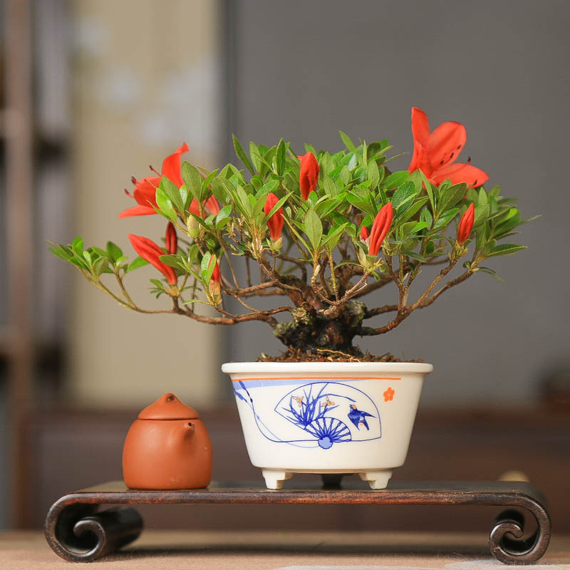 孤品皋月杜鹃花缀四季开花观赏