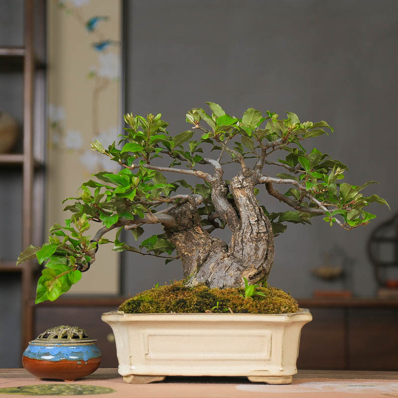 孤品矮霸小叶胡秃子观花观果盆景