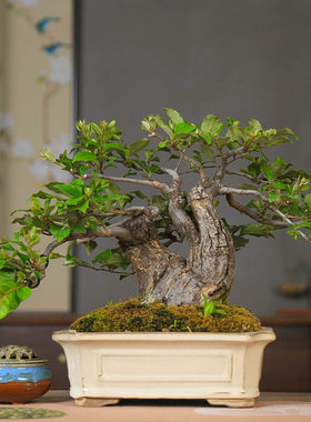 孤品矮霸小叶胡秃子观花观果盆景