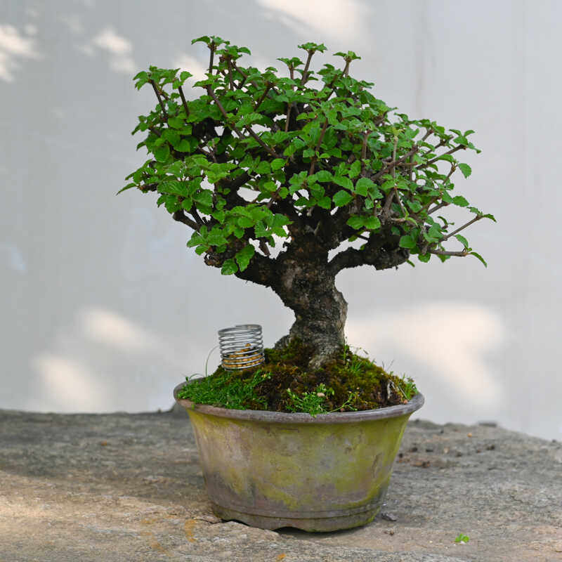 孤品深山荚蒾日本原盆土进口老桩盆景,鲜花速递/花卉仿真/绿植园艺,造型盆景,淘宝优惠券,粉丝福利购,淘宝优惠卷