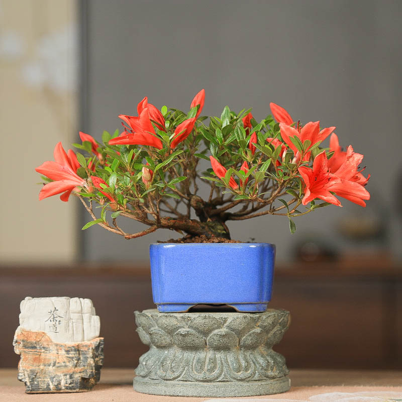 孤品皋月杜鹃花缀四季开花微盆景