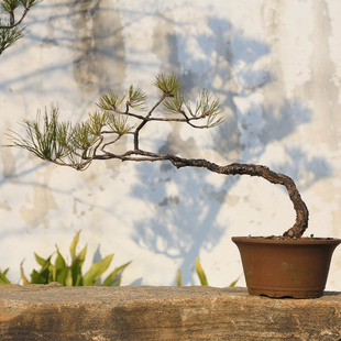 孤品老桩黄山松悬崖临水盆景造景观赏老树意境中式绿植基地直销