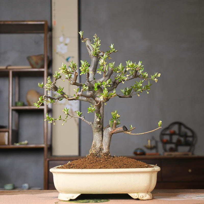 孤品小叶胡秃子开花结果基地直销