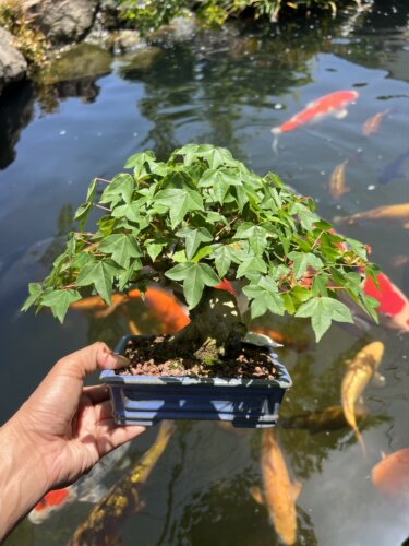 原生唐枫三角枫老桩进口盆景盆栽阳台庭院别墅茶室办公桌好养易活