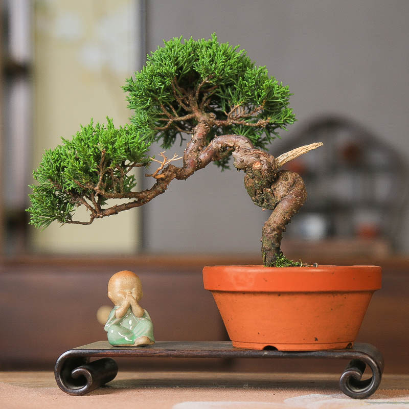 原生济州真柏造型美观好养盆景