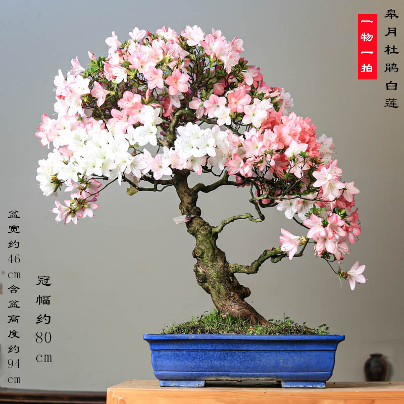 进口老桩皋月杜鹃品种白莲精品盆景盆栽茶室办公室阳台庭院摆放