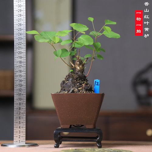 香山红叶黄栌老桩盆景熟桩