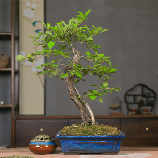 孤品大别山小叶小果山里红老桩盆景开花结果秋季红叶果实可食用