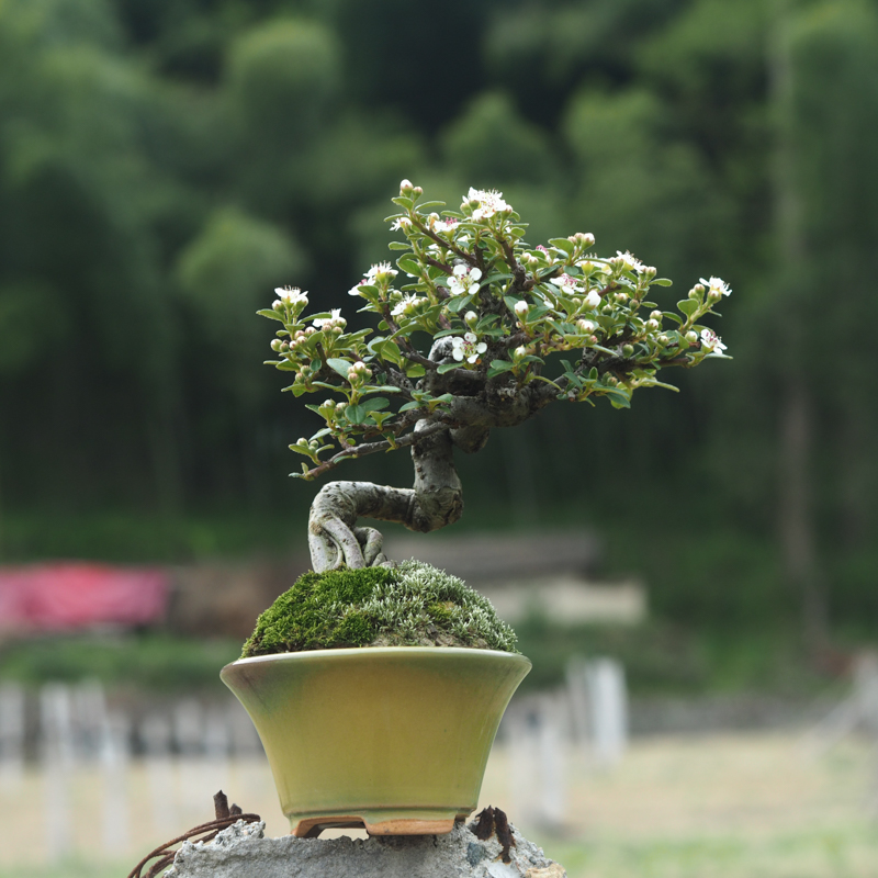 白花荀子苏梨木白紫檀荀子老桩造型盆景矮霸庭院阳台茶室绿植盆栽