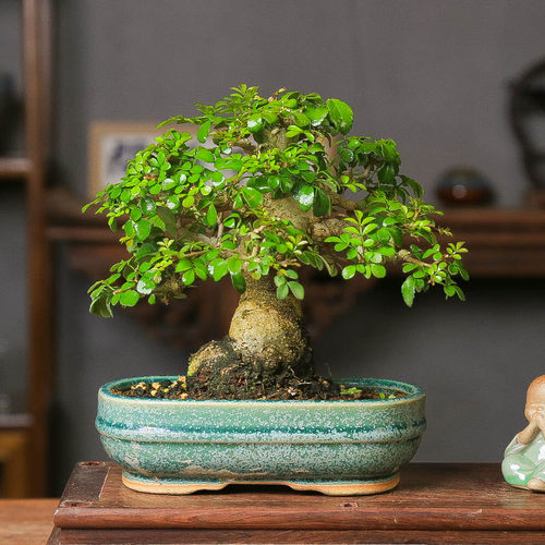 对节白蜡盆景小老桩植物观赏盆景