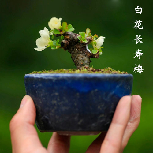 日本进口白花长寿梅盆景老桩