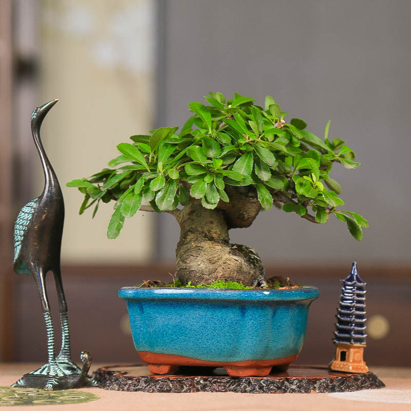 孤品矮霸火棘吉祥果观花观果盆景