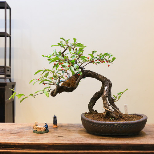 孤品小叶胡秃子开花结果老桩临水