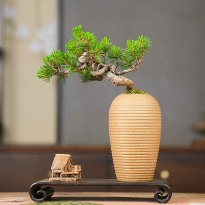 孤品宫岛五针松临水新中式盆景