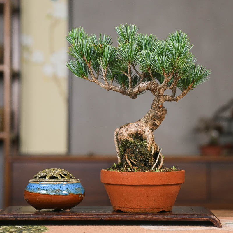 宫岛五针松小品短针四季常青盆景