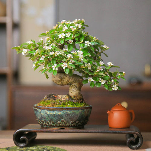 步町园艺荀子丰花观果