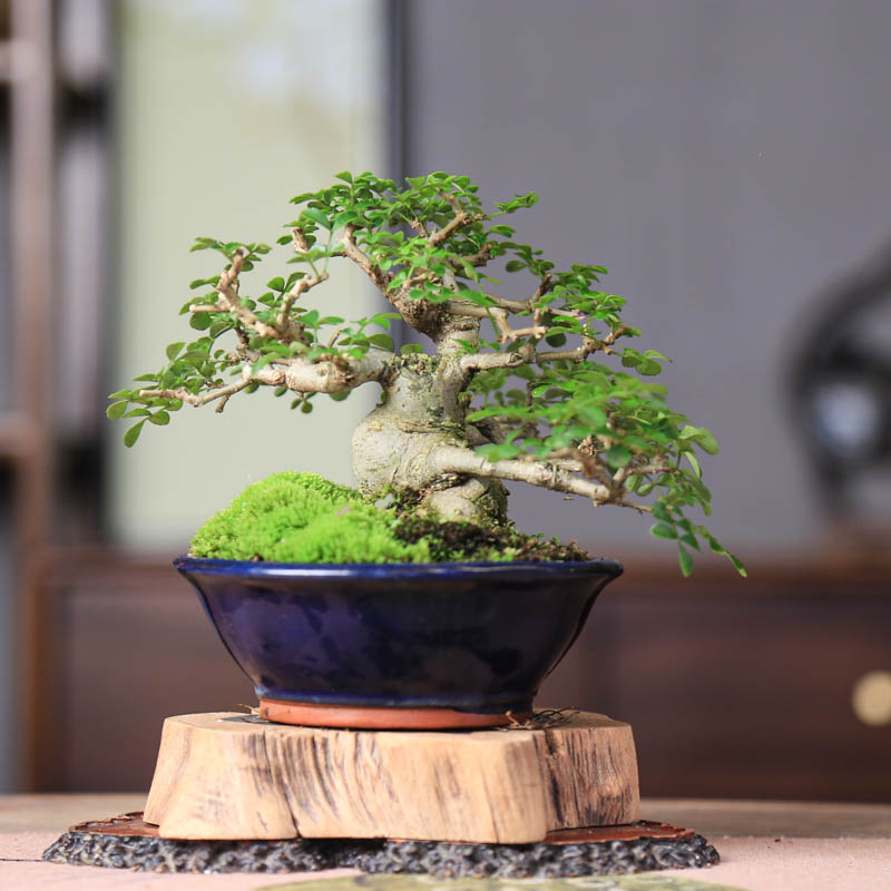 孤品矮霸对节白蜡老桩盆景观叶图片