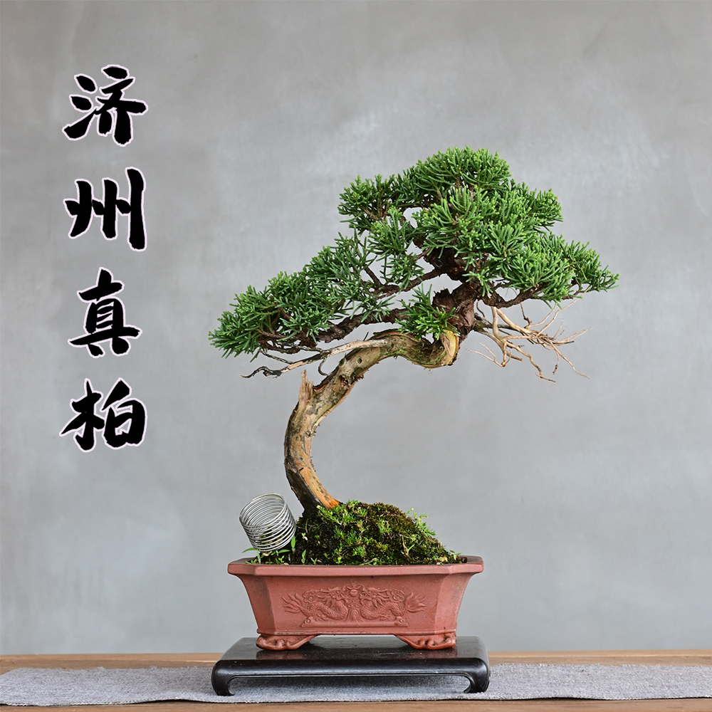 济州真柏盆景茶室日本小品柏树系鱼川老桩崖柏刺柏高端精品盆栽