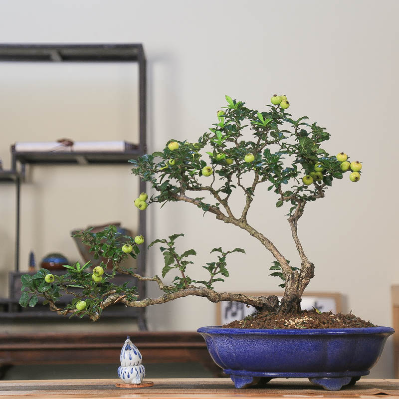 孤品一本多干大别山花果山里红