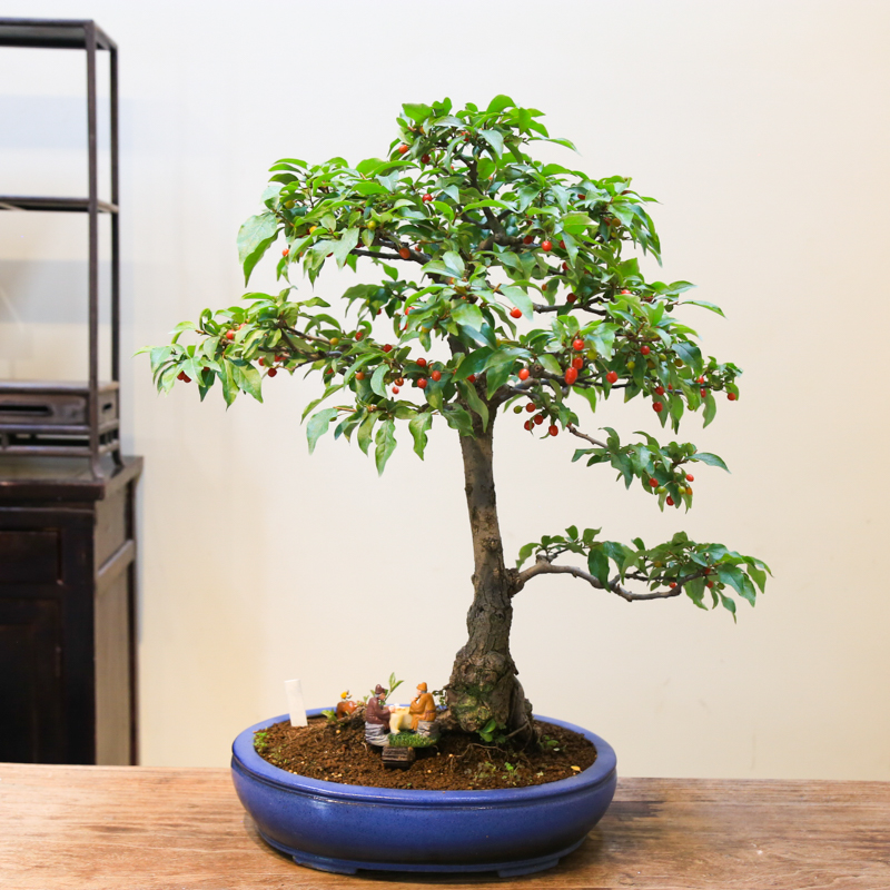 孤品小叶胡秃子观花观果盆景老桩