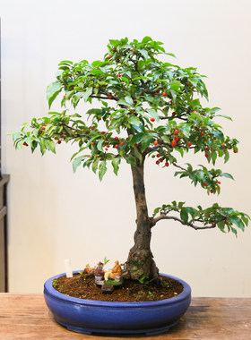 孤品小叶胡秃子观花观果盆景老桩