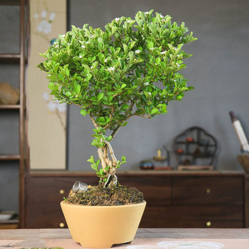 孤品山里红满树开花白花绿叶老桩