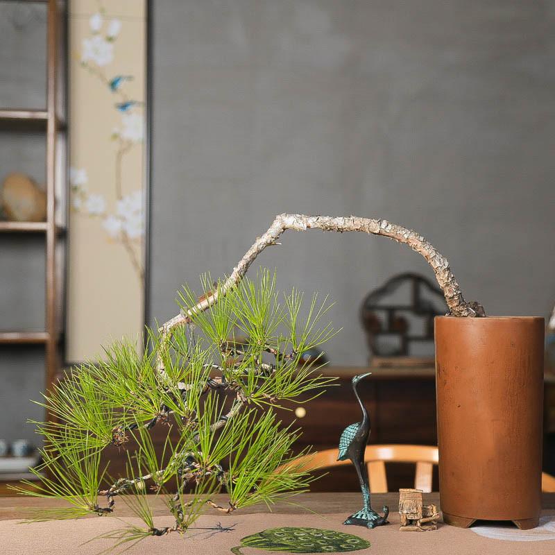 黄山松文人松树中式盆栽书房摆件