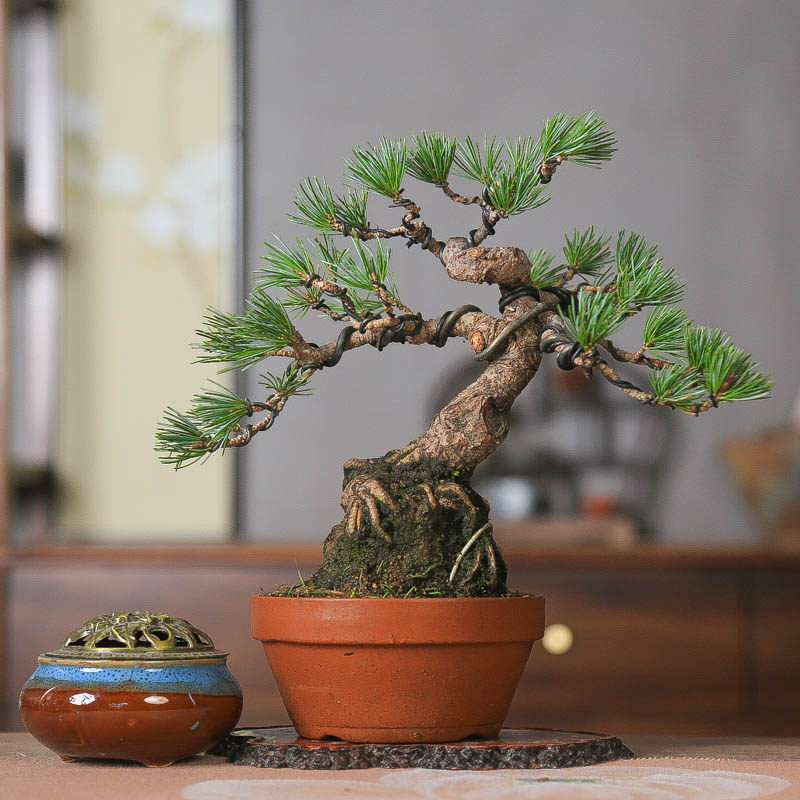 精品五针松意境中式盆景禅意植物好养四季常青茶室老桩一物一拍,鲜花速递/花卉仿真/绿植园艺,造型盆景,淘宝优惠券,粉丝福利购,淘宝优惠卷