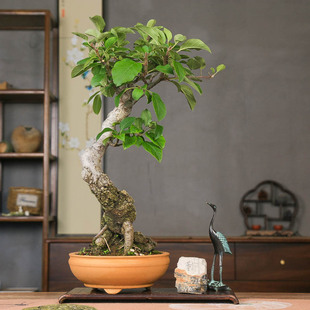 孤品冬红果海棠红果儿造型老桩盆景阳台庭院植物观赏吉祥果耐高温