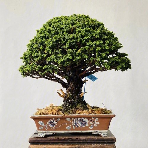 步町园艺石化桧四季常青