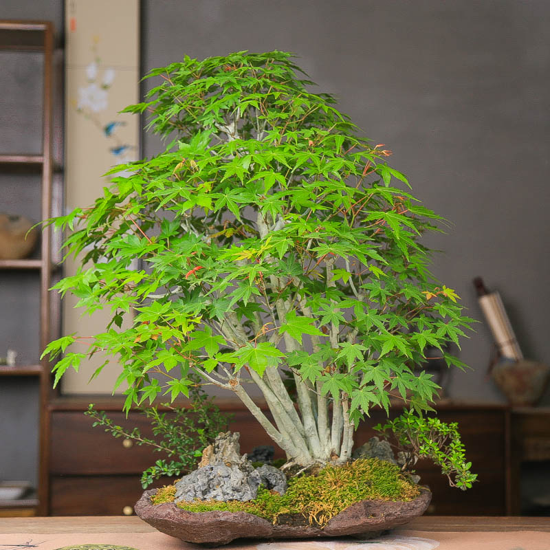 孤品一本多干山红叶附石造型盆景