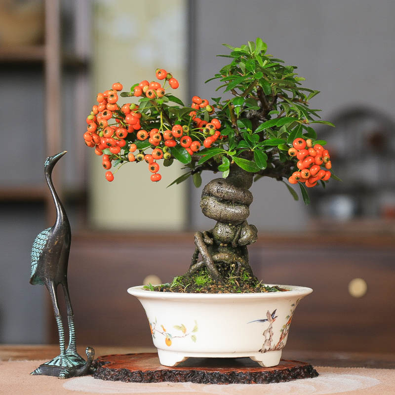 孤品进口提根火棘白花火红果盆景