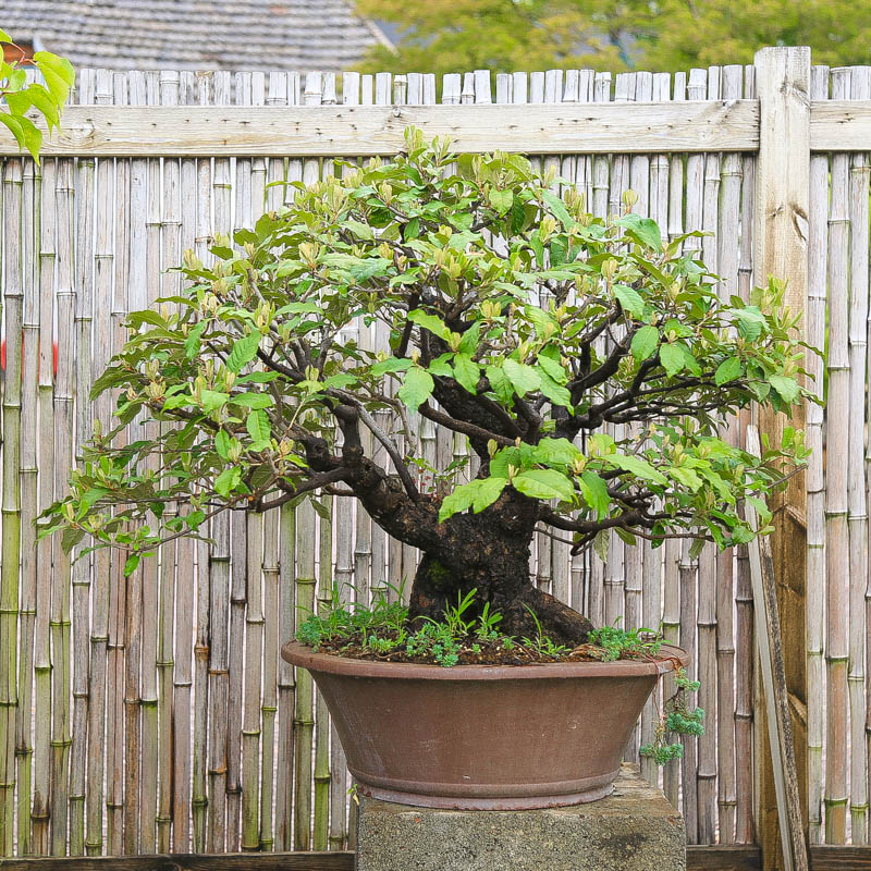 孤品胡秃子观花观果大树造型盆景