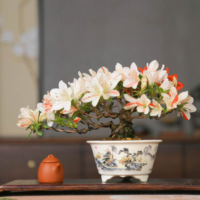 孤品皋月杜鹃花缀四季开花复色